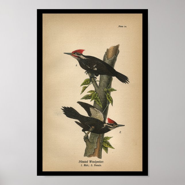 1890 Bird Print Pileated Woodpecker Poster (Framsidan)
