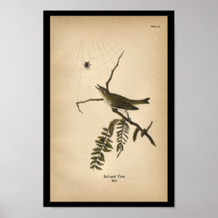 1890 Bird Print Red-eyed Vireo Poster