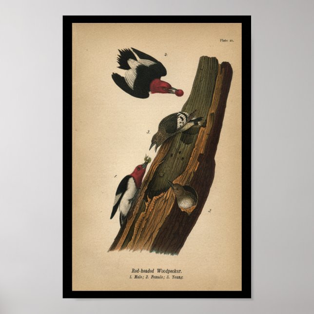 1890 Bird Print Red-head Woodpecker Poster (Framsidan)