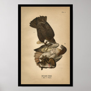 1890 Bird Print Red-tailed Hawk Poster