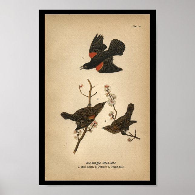 1890 Bird Print Red-winged Black Bird Poster (Framsidan)