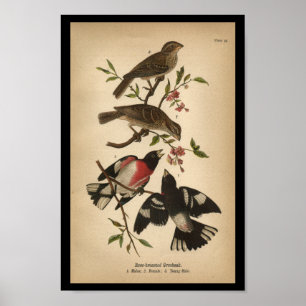 1890 Bird Print Ro-bröstad Grosbeak Poster