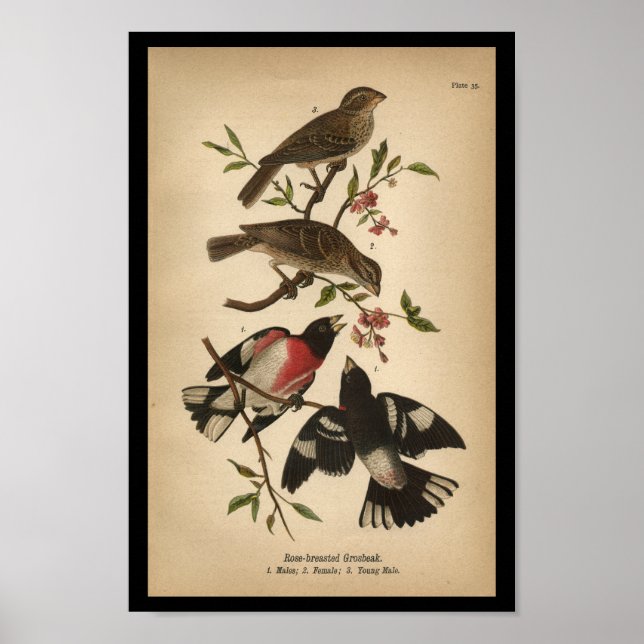1890 Bird Print Ro-bröstad Grosbeak Poster (Framsidan)