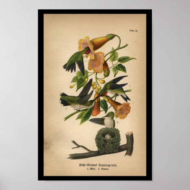 1890 Bird Print Ruby-throated Hummingbird Poster (Framsidan)