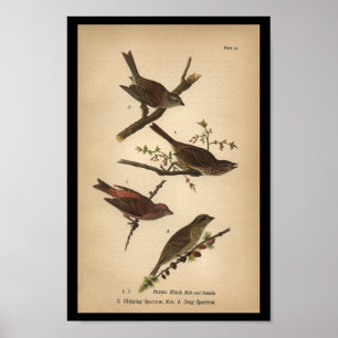 1890 Bird Print Sång Sparrow Poster