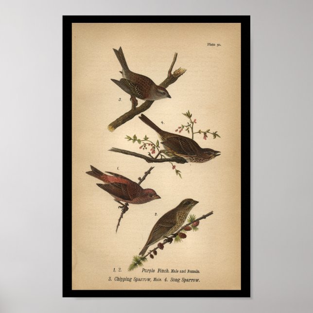 1890 Bird Print Sång Sparrow Poster (Framsidan)
