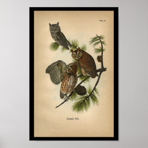 1890 Bird Print Screech Uggla Poster