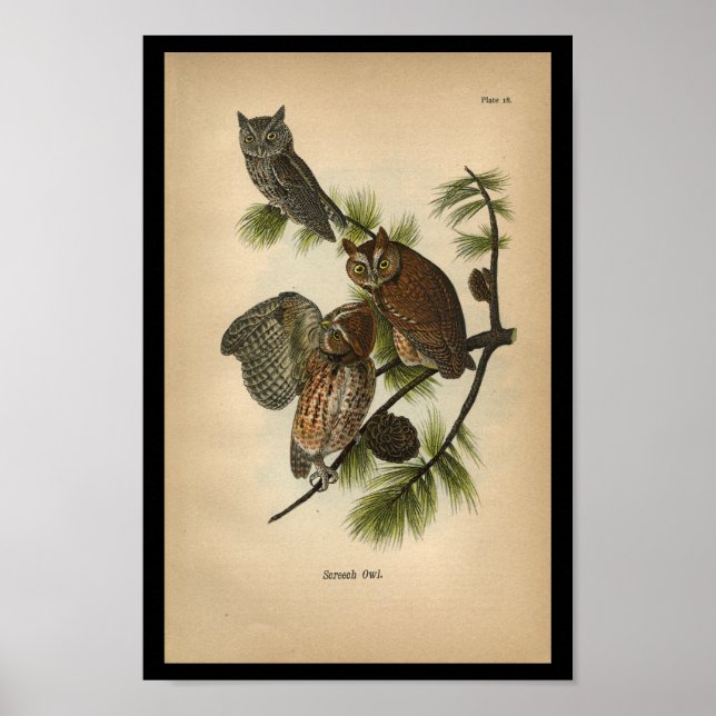 1890 Bird Print Screech Uggla Poster (Framsidan)