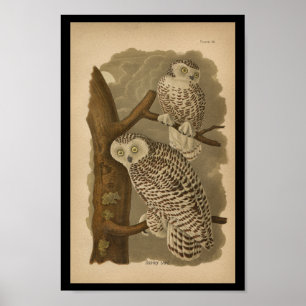 1890 Bird Print Snowy Uggla Poster