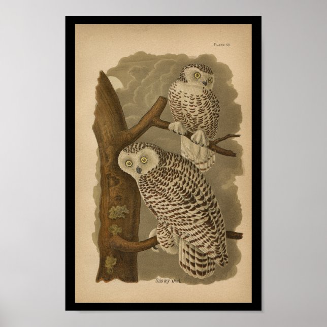 1890 Bird Print Snowy Uggla Poster (Framsidan)