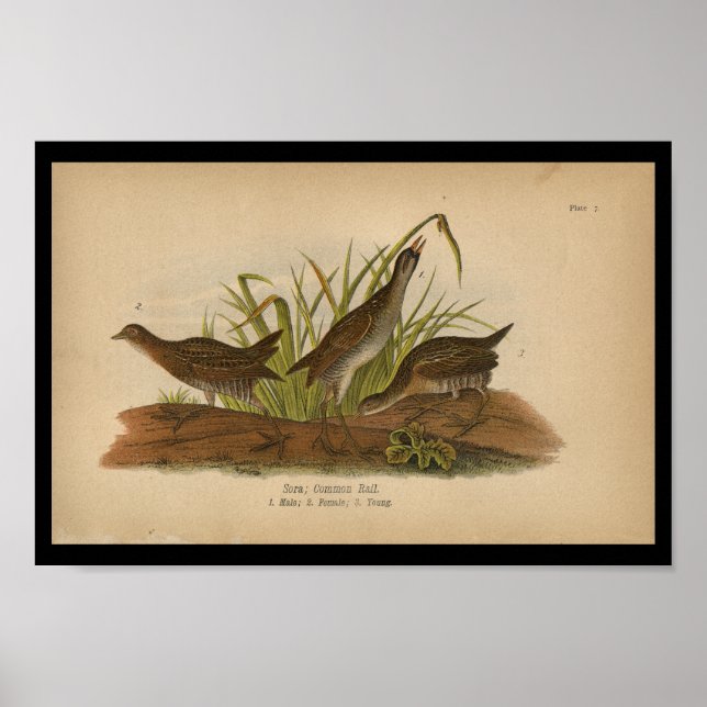 1890 Bird Print Sora Common Rail Poster (Framsidan)