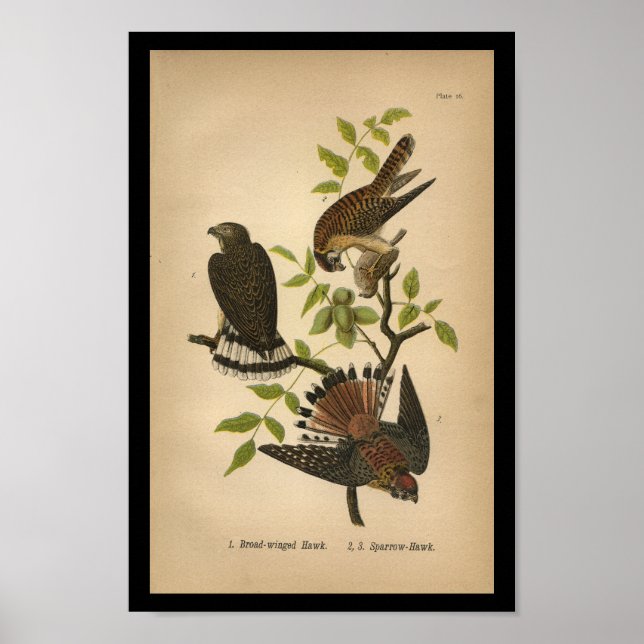 1890 Bird Print Sparrow Hawk Poster (Framsidan)