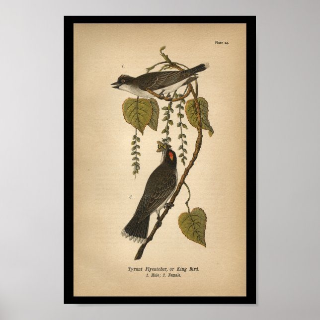 1890 Bird Print Tyrant Flycatcher Poster (Framsidan)