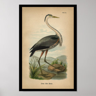 1890 Bird Print Underbar Blue Heron Poster