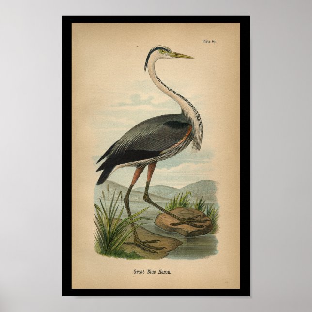 1890 Bird Print Underbar Blue Heron Poster (Framsidan)