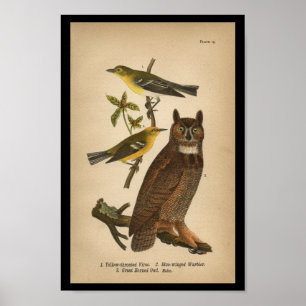 1890 Bird Print Underbar Horned Uggla Poster