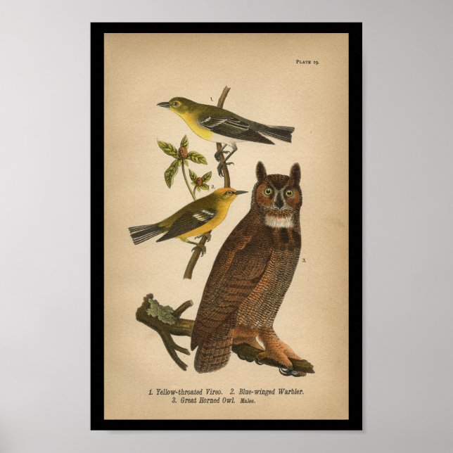 1890 Bird Print Underbar Horned Uggla Poster (Framsidan)