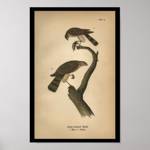1890 Bird Print Vass-shinned Hawk Poster