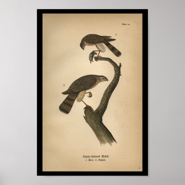 1890 Bird Print Vass-shinned Hawk Poster (Framsidan)