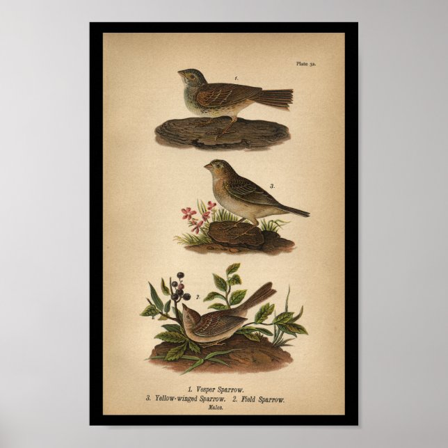 1890 Bird Print Vesper Sparrow Poster (Framsidan)
