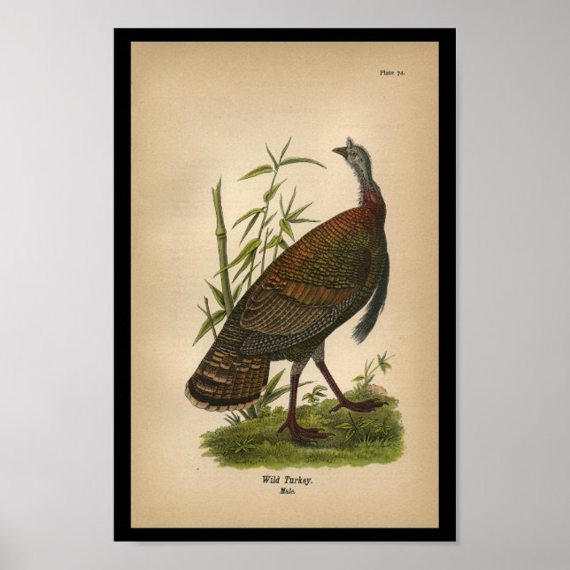 1890 Bird Print Vild Turkiet Poster (Framsidan)