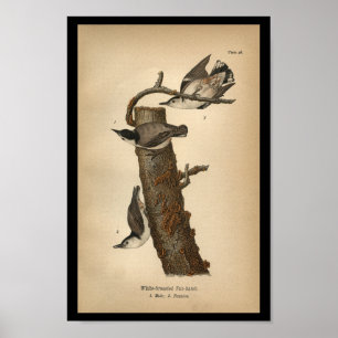 1890 Bird Print White-brested Nöt-hatch Poster