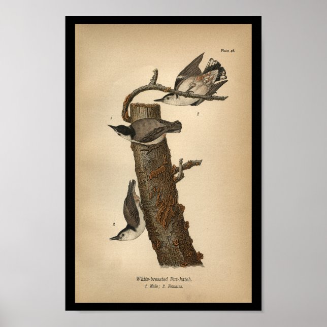 1890 Bird Print White-brested Nöt-hatch Poster (Framsidan)