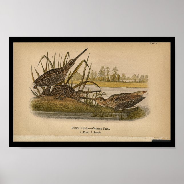 1890 Bird Print Wilsons Snipe Poster (Framsidan)