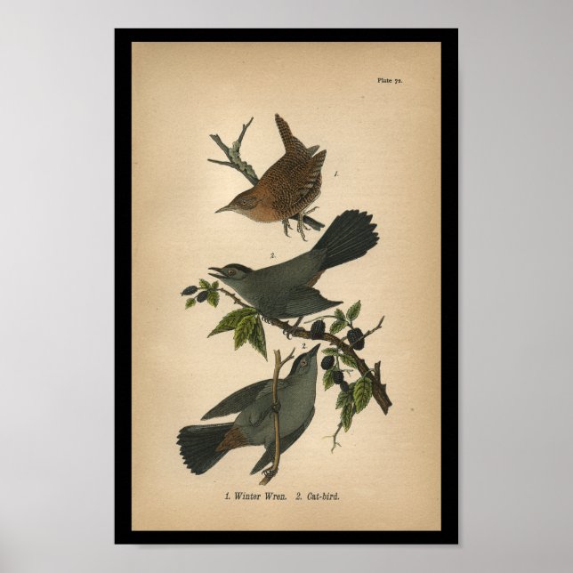1890 Bird Print Winter Wren Poster (Framsidan)