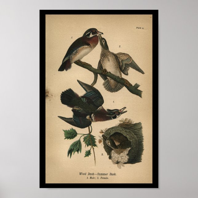 1890 Bird Print Wood Anka Poster (Framsidan)