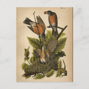 1890 Bird Robin Postcard Vykort