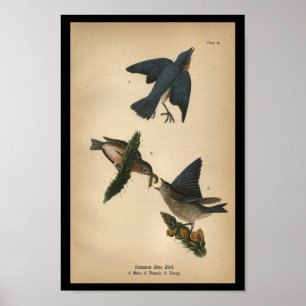 1890 Blått fågelmärke Poster