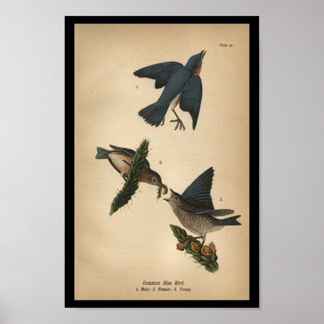 1890 Blått fågelmärke Poster (Framsidan)