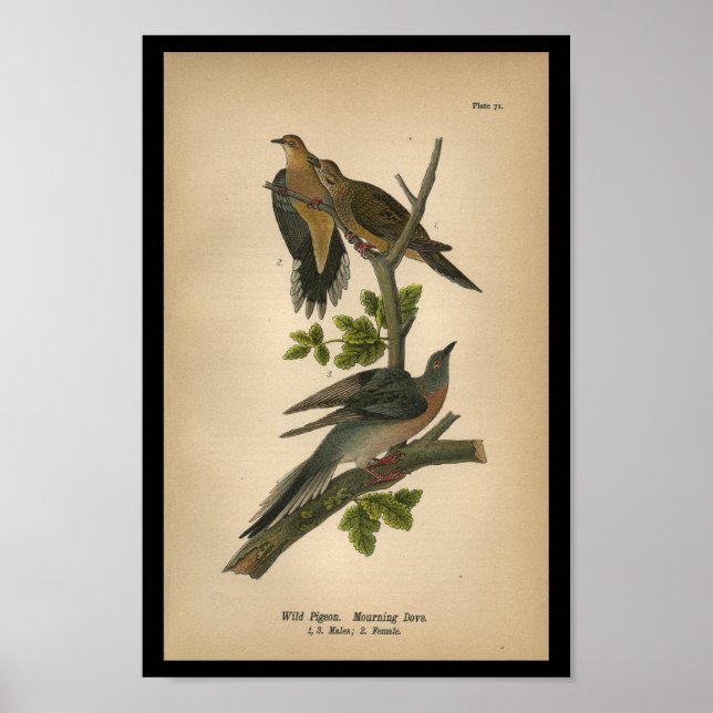 1890 Fågelmatningsduva Poster (Framsidan)