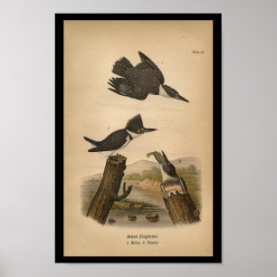 1890 Fågelutskrift Bälten Kingfisher Poster