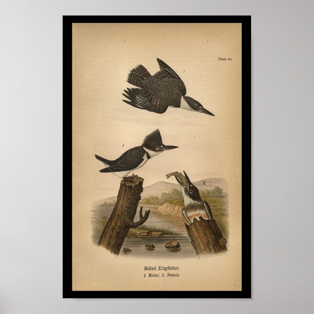 1890 Fågelutskrift Bälten Kingfisher Poster (Framsidan)