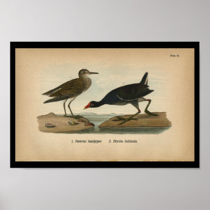 1890 Fågelutskrift, grafisk sandpiper Poster