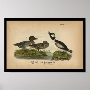 1890 Fågelutskrift - Grönt Poster