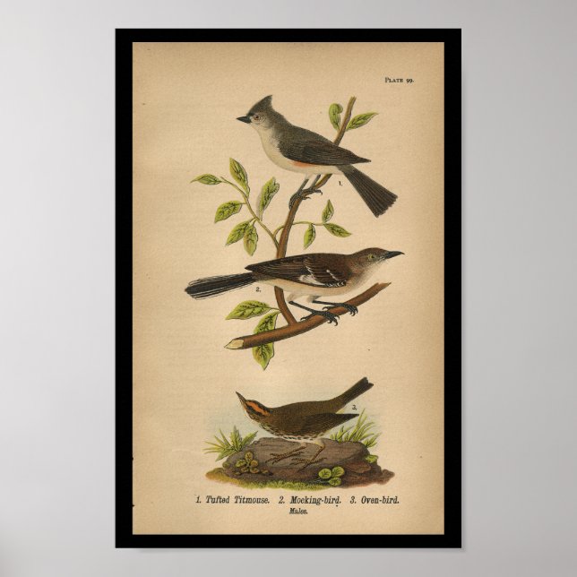 1890 Fågelutskrift Poster (Framsidan)