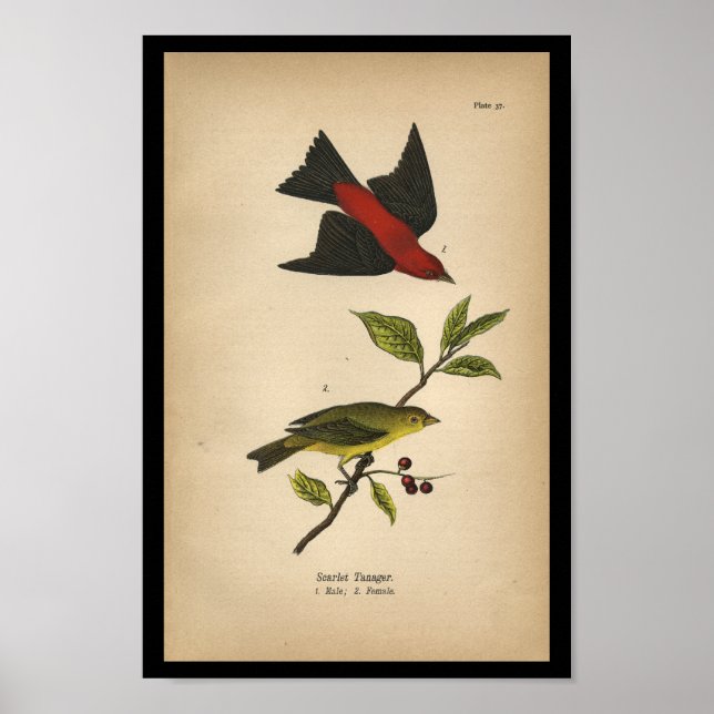 1890 Fågelutskrift Scarlet Tanager Poster (Framsidan)