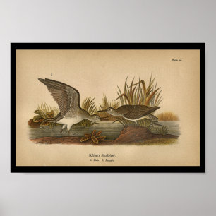 1890 Fågelutskrift Solid Sandpiper Poster