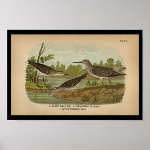 1890 Fågelutskrift Sprid Sandpiper-Vintage Poster