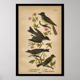 1890 Fågelutskrift - utskriven Flycatcher Poster