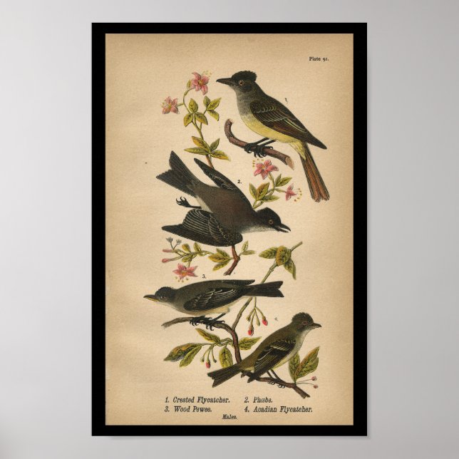 1890 Fågelutskrift - utskriven Flycatcher Poster (Framsidan)