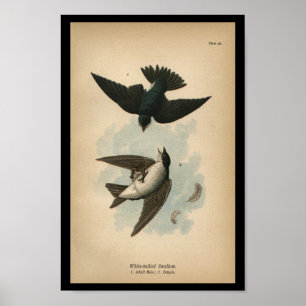 1890 Fågelutskrift Vitblek Svälj Poster