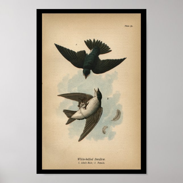 1890 Fågelutskrift Vitblek Svälj Poster (Framsidan)