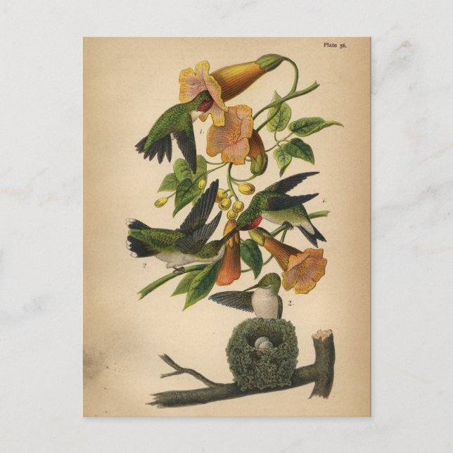 1890 Fågelvykort Ruby-throated Hummingbird Vykort (Framsida)