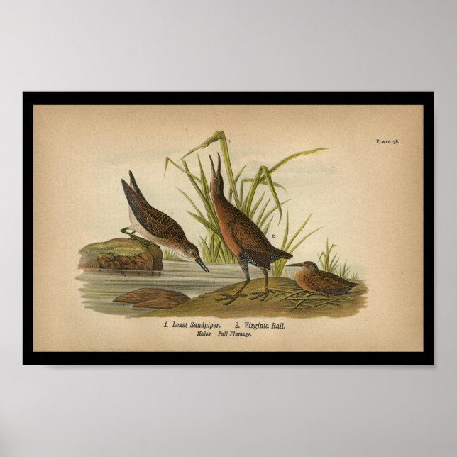 1890 Lägsta standard för fågelutskrift Poster (Framsidan)