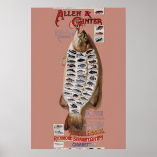 1890-tal Allen & Ginter Virginia Cigarette 50 Poster