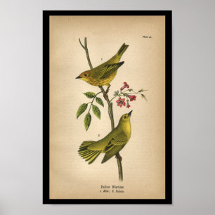 1890 Varare för Gult av fågelutskrift Poster